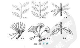 是按一定次序排列的,叶在茎上排列的次序,叫叶序,单叶互生是指植物