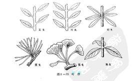 中文名单叶互生 叶 序叶在茎上的排列方式 叶序分类4种 对 生每一个