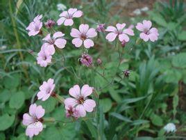 霞草(宿根霞草,山蚂蚱菜,山马菜)