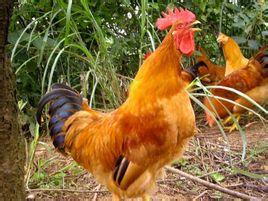 三黄鸡价在线观看:三黄鸡多少钱一斤:黑龙江成