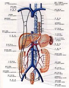 它的作用是从尾部来的静脉进入肾脏,分支成毛细血管而形成静脉网,以后
