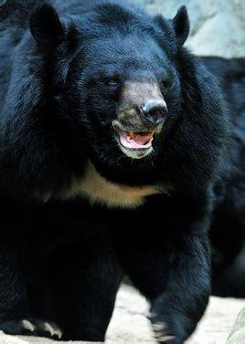 黑熊指名亚种