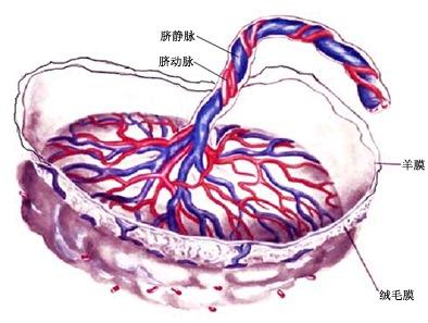 人体血液细胞手绘图