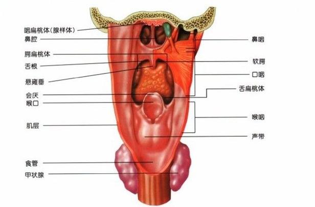 咽喉图