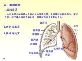 搜狗百科 壁胸膜相互移行转折之处的胸膜腔,即使在深吸气时,肺缘也不