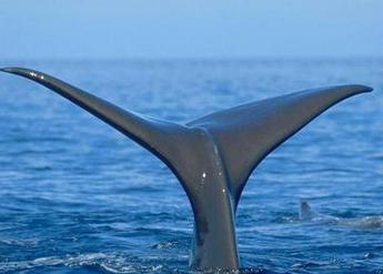 照鸟栖虫居的样子写词语