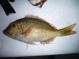 lethrinus atkinsoni),又名太平洋裸颊鲷,龙尖,为龙占鱼科裸颊鲷属下