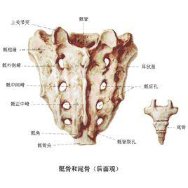 搜狗百科 骶骨的两侧有耳状的关节面,与髋骨连接;骶骨中央有一纵贯全