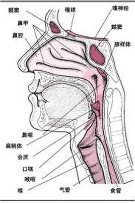 喉腔受各种病变的影响发生急性狭窄或阻塞,产生喉生理功能障碍称急性