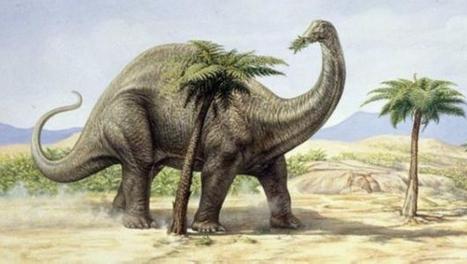 迷惑龙(拉丁学名:apatosaurus)又译谬龙,之前被称为雷龙,是蜥脚下目
