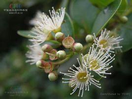 轮叶蒲桃(学名:syzygiumgrijsii)为桃金娘科蒲桃属的植物,是中国的特