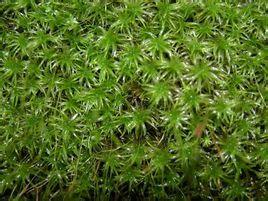 狭叶缩叶藓是缩叶藓属的一种生活在高山地区的藓类植物,植株体粗大.