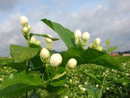 茉莉果属
