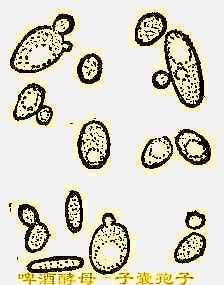 酵母是人类利用最早,最多,最广泛的一种单细胞微生物,在真菌分类系统