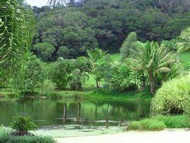 湿润热带雨林是什么 关于湿润热带雨林的详细介绍