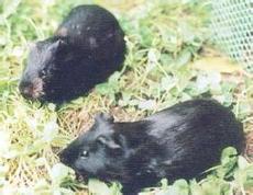 官洋黑豚产自三魁镇官洋特色养殖示范村,是一种集野味,滋补,药用于