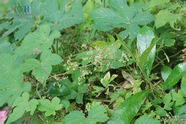 茜草目,所属植物界.    