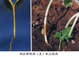 西瓜丝核菌立枯病