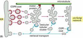 胞内膜泡运输沿微管或微丝运行,动力来自马达蛋白(motorproteins),与