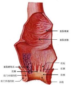 中文名肛瓣位 置肛柱下端之间拼 音gāng bàn定 义围绕肛门的一对