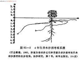 生长于海拔600米的地区,见于固定沙丘及半固定沙丘,目前尚未由人工