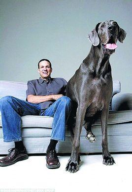 世界最高大的狗