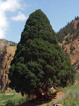 圆柏树,柏树品种,常绿乔木,树冠呈现塔形或圆形,故称圆柏树,原产自