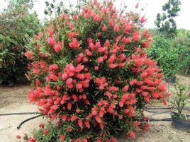 桃金娘科红千层属常率灌木至小乔木.是庭园观花树,行道树首选树种.