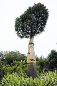 瓶干树