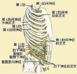 胸神经前支