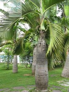 非洲和亚洲哪些国家有椰子树