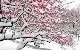 梅须逊雪三分白