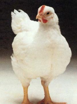 它是一种肉食鸡,44日龄肉仔鸡体重1.52千克,每千克增重耗料1.