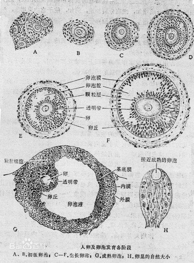 生长卵泡是卵巢的组织结构成分之一,分为:初级生长卵泡,次级生长卵泡