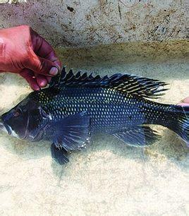 美洲黑石斑,是原产于美国和墨西哥大西洋沿岸的一种名贵的海水养殖