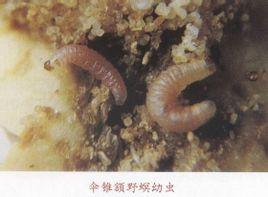 取食茴香等药用植物花果的蛾类害虫.