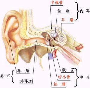 外耳道疖可分为两类,一类为局限性外耳道炎;另一类为外耳道皮肤的