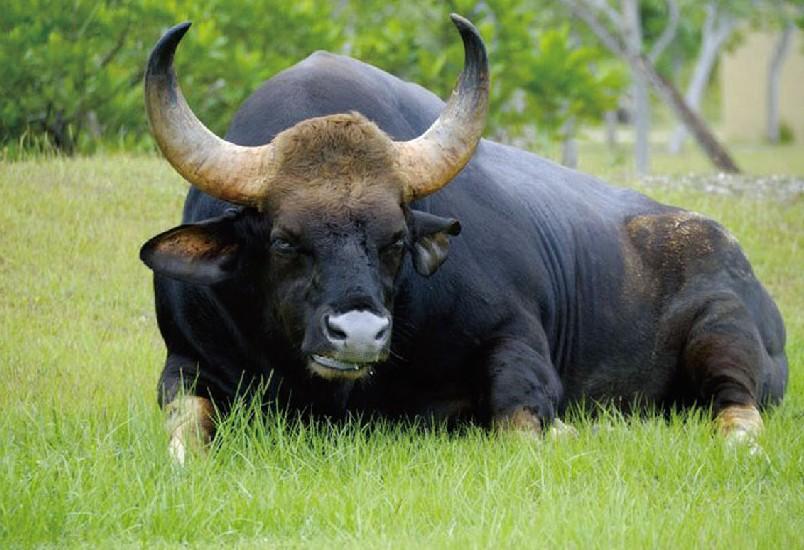 野牛是中国一级重点保护动物.