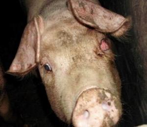 浏览词条  猪是已知自然感染蓝眼病副粘病毒且唯一有临床症状的动物