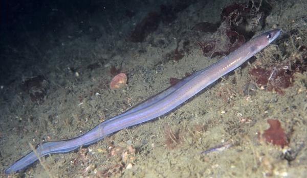 沙鳗,又称星鳗,海鳝,七星鳗,呈长圆筒形,一般体长30～60cm,体重300