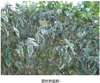 荔枝叶炭疽病