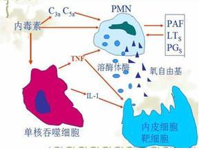 单核吞噬细胞系统