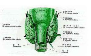 甲状旁腺功能减退症