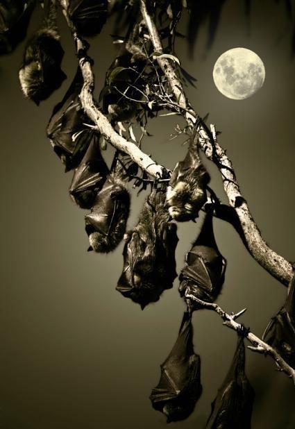 十大神秘生物+-+搜狗百科