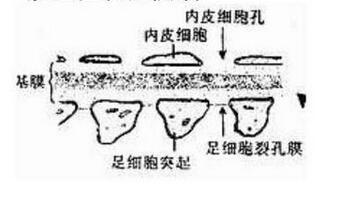 足细胞病