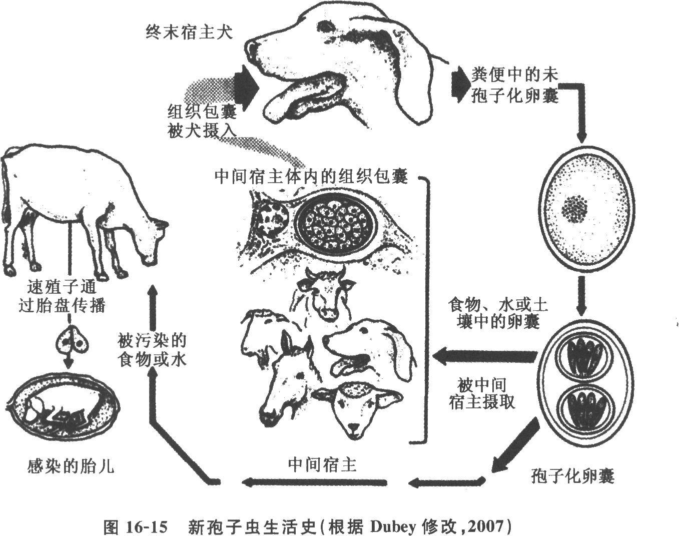 孢子虫病主要症状为消瘦及慢性腹泻,大便水样,4—8次/d,无粘液或肿血