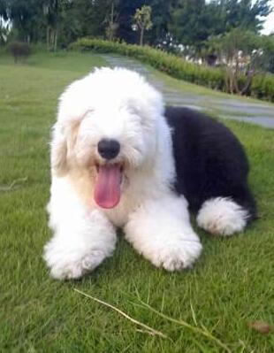 英国古代牧羊犬