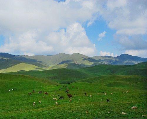亚高山草甸