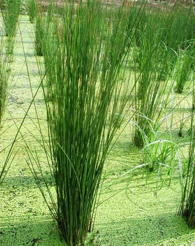 灯心草(rush),学名:juncus effusus l,是多年生草本水生植物,地下茎短