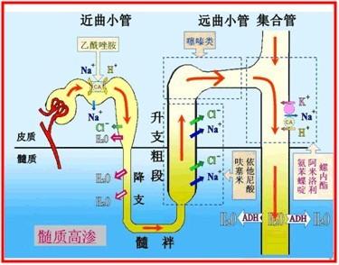 利尿剂在急性肾功能衰竭中的应用